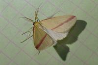 Rhodometra sacraria