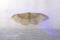 Idaea degeneraria
