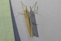 Ancylolomia tentaculella