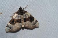 Cosmorhoe ocellata