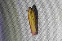 Oncocera semirubella