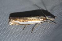 Crambus pascuella