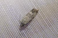 Cochylis