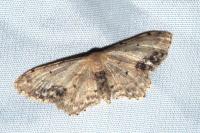 Idaea dimidiata
