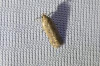 Bryotropha desertella/politella/terrella