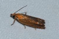Lathronympha strigana