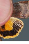 Noctua janthe