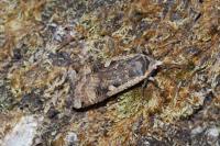 Noctua pronuba
