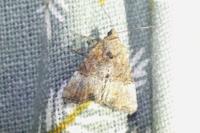 Mesoligia furuncula
