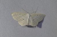Scopula immutata