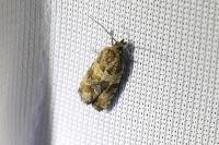 Celypha cespitana