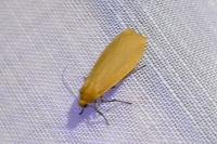 Wittia sororcula