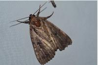 Amphipyra