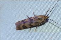 Homoeosoma sinuella