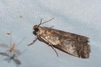 Acrobasis fallouella/glaucella