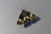 Tyta luctuosa