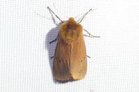 Phragmatobia fuliginosa