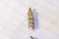 Homoeosoma sinuella