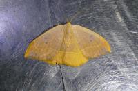 Watsonalla binaria