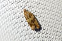 Celypha cespitana