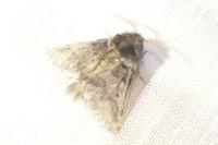 Thaumetopoea processionea