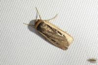 Ochropleura leucogaster