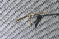Emmelina argoteles/monodactyla
