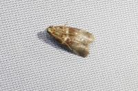 Acrobasis tumidana