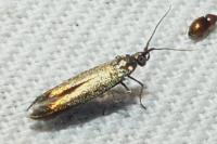 Coleophora trifolii