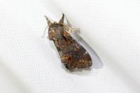 Notodonta dromedarius