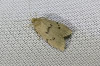 Apaidia mesogona