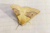 Crocallis elinguaria