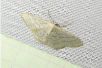 Idaea subsericeata
