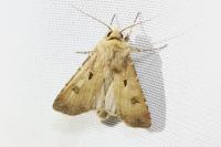 Agrotis exclamationis