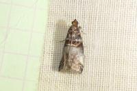 Acrobasis advenella