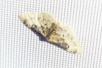 Idaea filicata