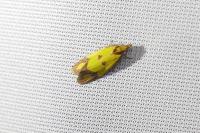 Agapeta zoegana