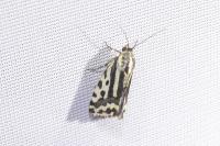 Emmelia trabealis