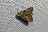 Mesoligia furuncula