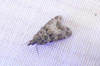 Eudonia mercurella