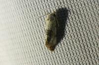 Cochylis