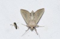 Leucania obsoleta