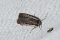 Ochropleura leucogaster