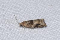 Rhopobota naevana