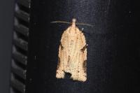 Clepsis spectrana