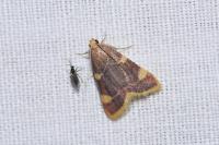 Hypsopygia costalis