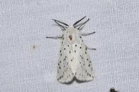 Spilosoma lubricipeda