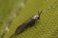 Augasma aeratella