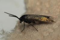 Augasma aeratella