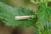 Crambus pascuella